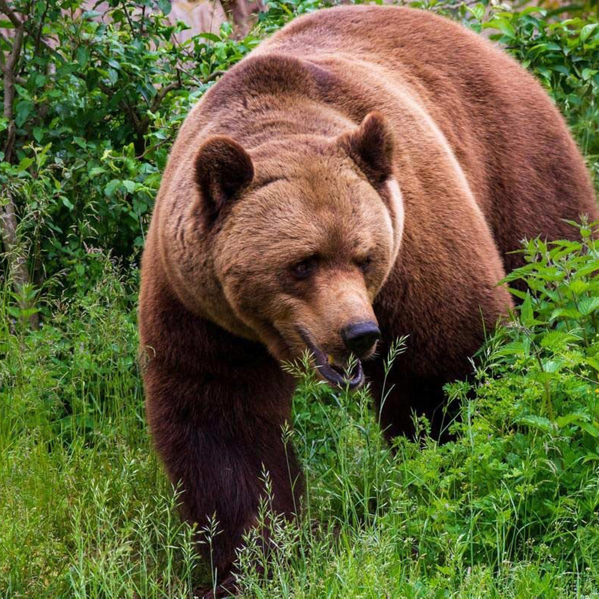 Brun bjørn vandrer gennem frodigt grønt græs og planter i skovmiljø.
