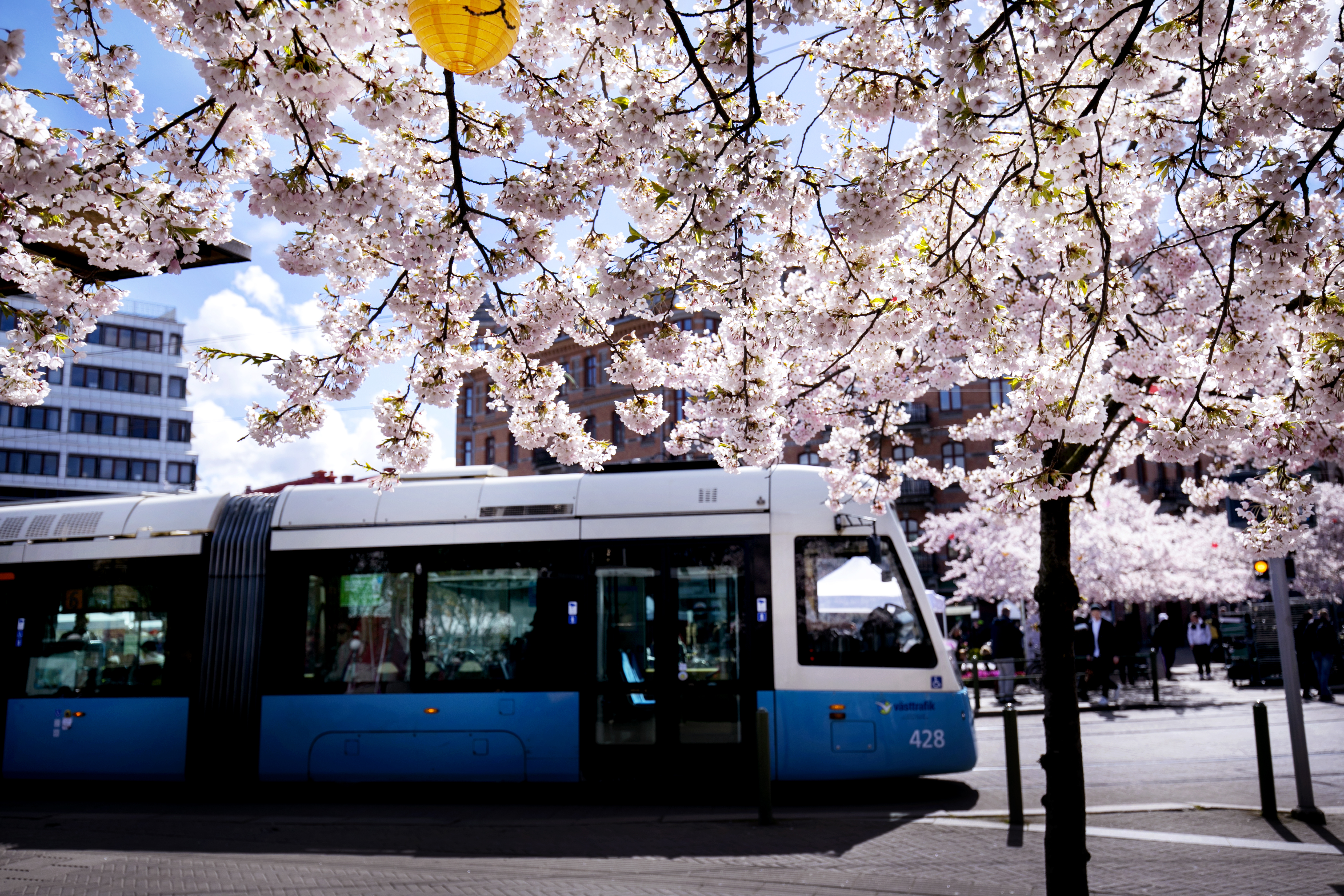 Lys sporvogn kører under blomstrende kirsebærtræer i solen på en byvej.