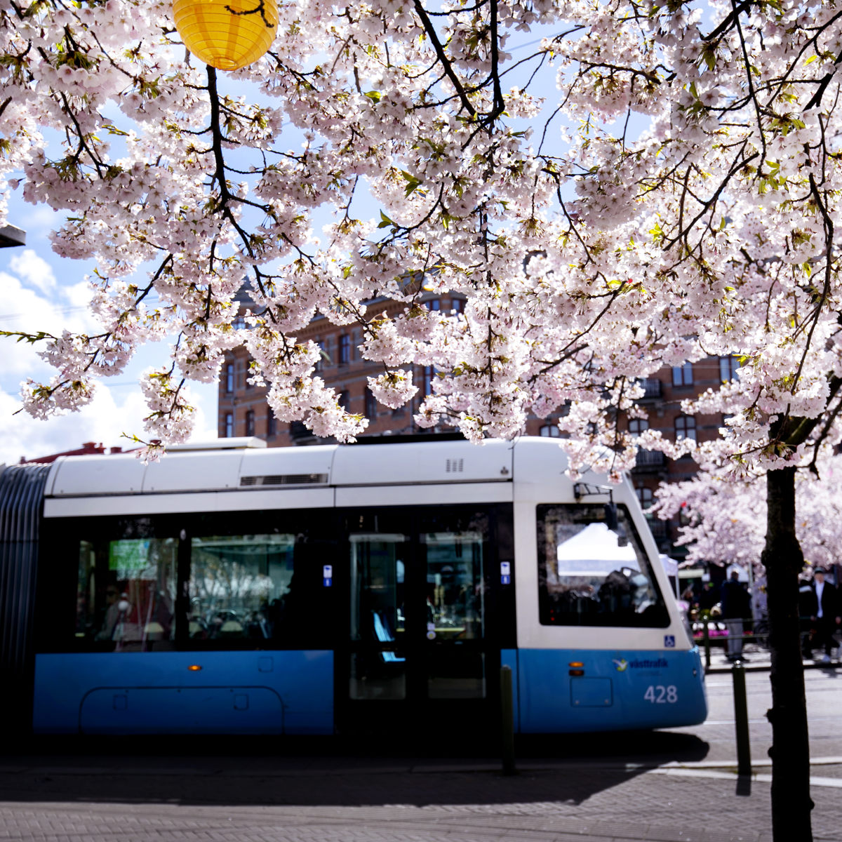 Lys sporvogn kører under blomstrende kirsebærtræer i solen på en byvej.