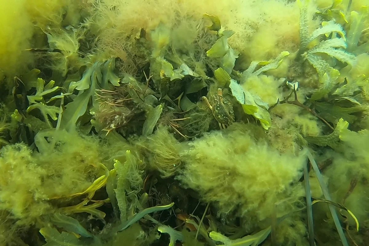 Närbild av sjögräs och alger under vattenytan som visar det marina ekosystemet i sin naturliga miljö.