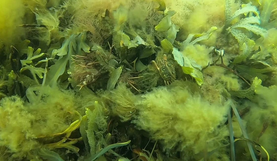 Närbild av sjögräs och alger under vattenytan som visar det marina ekosystemet i sin naturliga miljö.