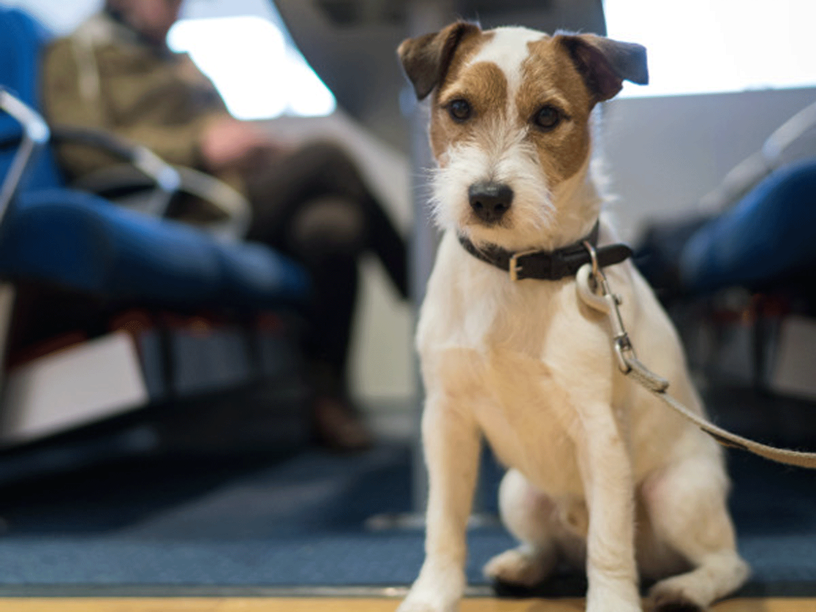 Jack Russell terrier med brun og hvid pels sidder på gulvet i et offentligt transportmiddel med snor på.