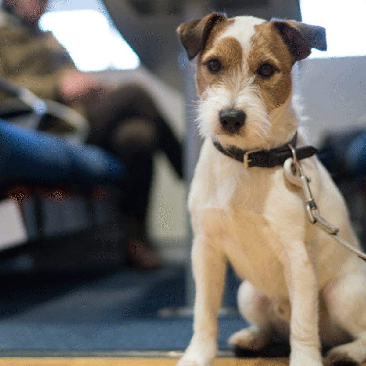 Jack Russell terrier med brun och vit päls sitter på golvet i kollektivtrafik med koppel.