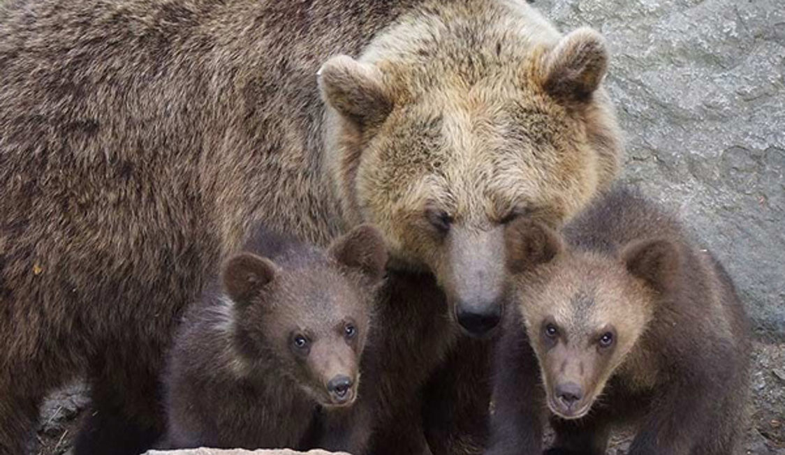 Skanes Djurpark Bjorn Ungar Sfw 600X600