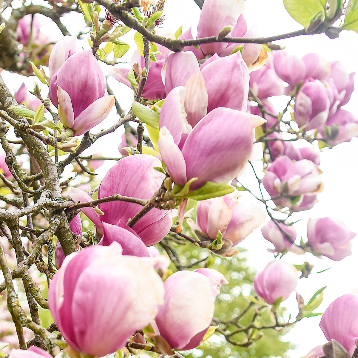 Magnolia træ med lyserøde blomster i fuld flor set nærbillede på forårsdag.