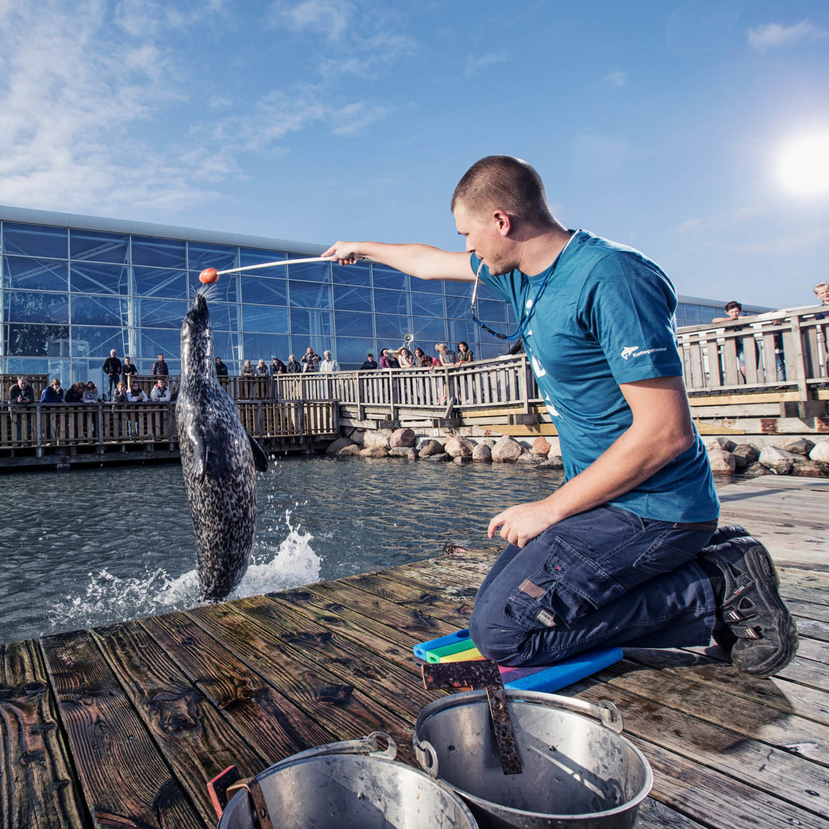 Træner fodrer springende sæl med bold i et bassin under træning ved stor glasbygning på en solrig dag.