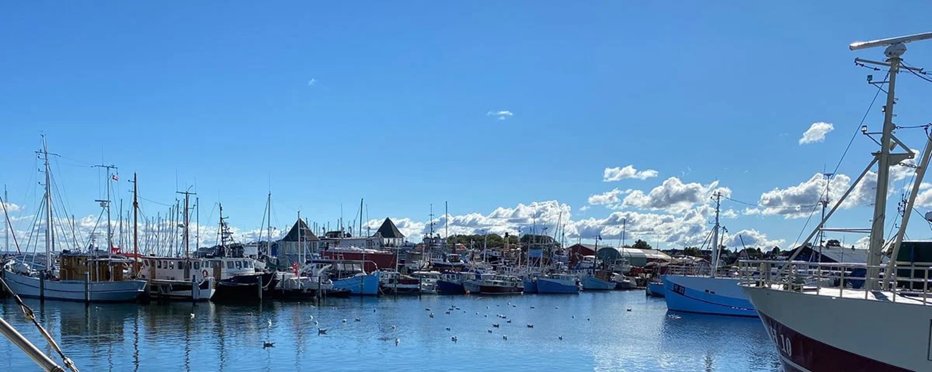 Gilleleje hamn med båtar under en klar blå himmel, fåglar flyger över det lugna vattnet i solskenet.