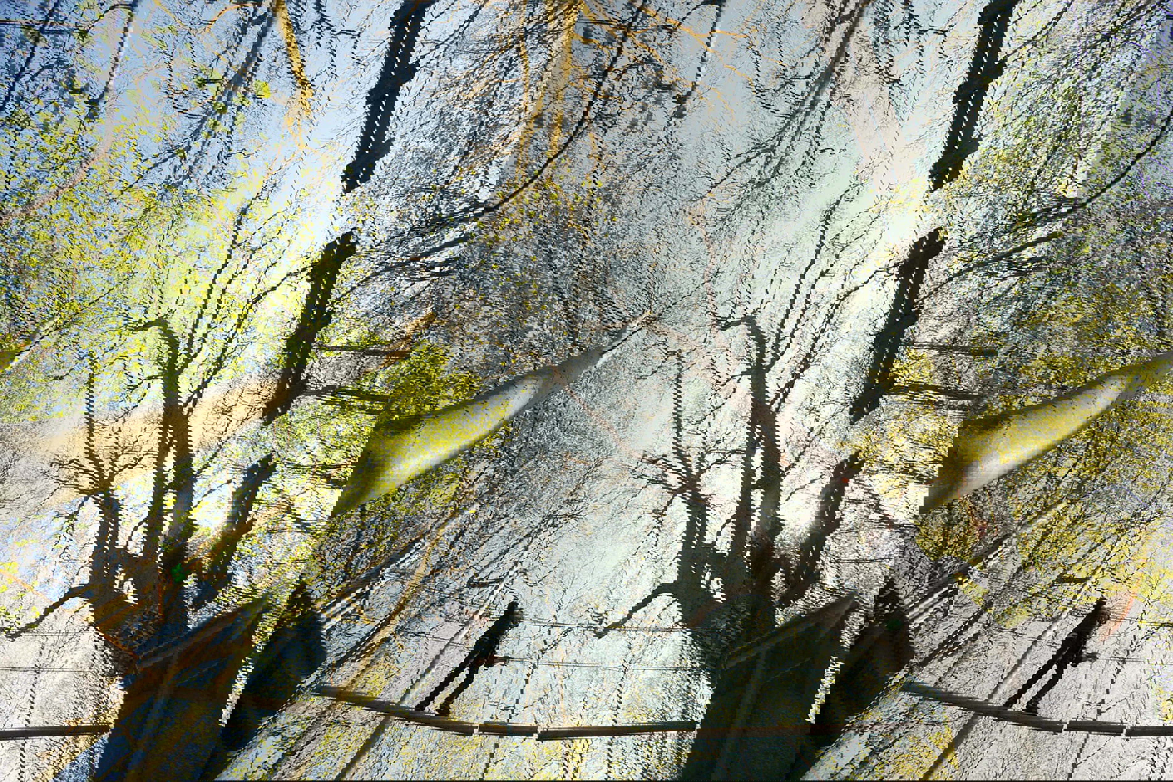 En mand går på line højt oppe i trætopper, set fra et frøpersepktiv.