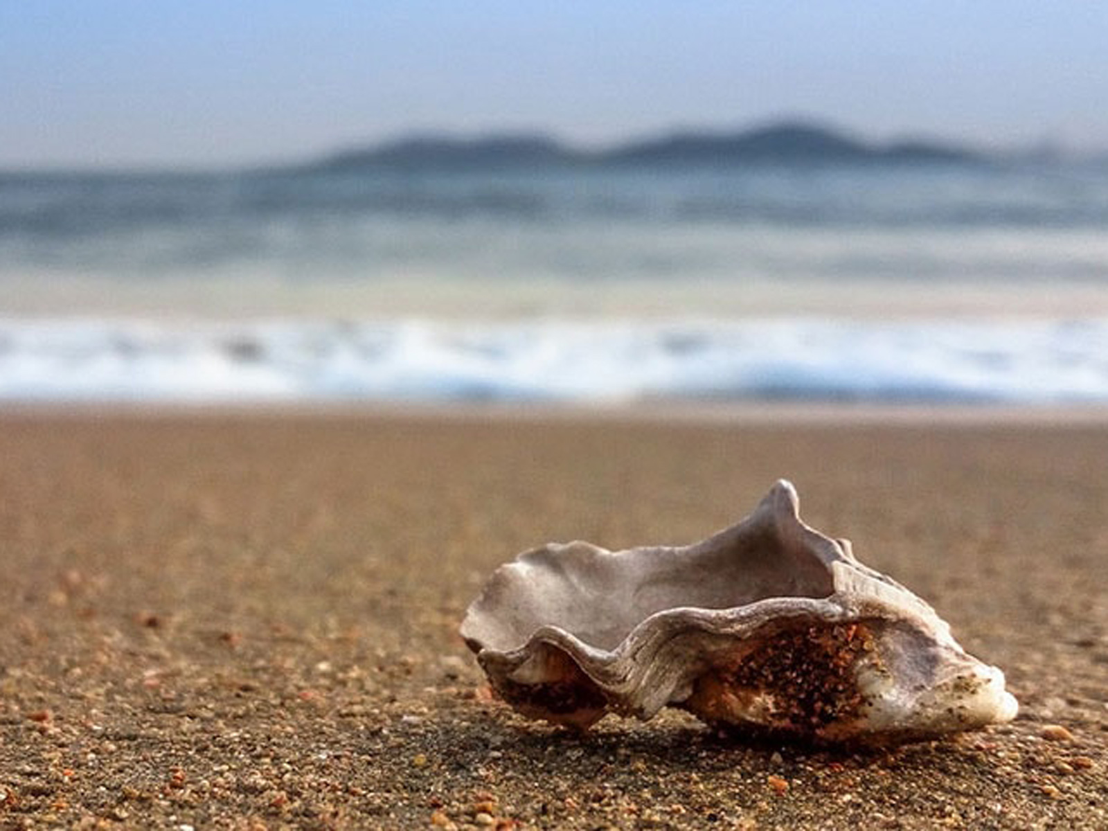 Snäcka på stranden med utsikt över havet i bakgrunden och suddiga berg vid horisonten.
