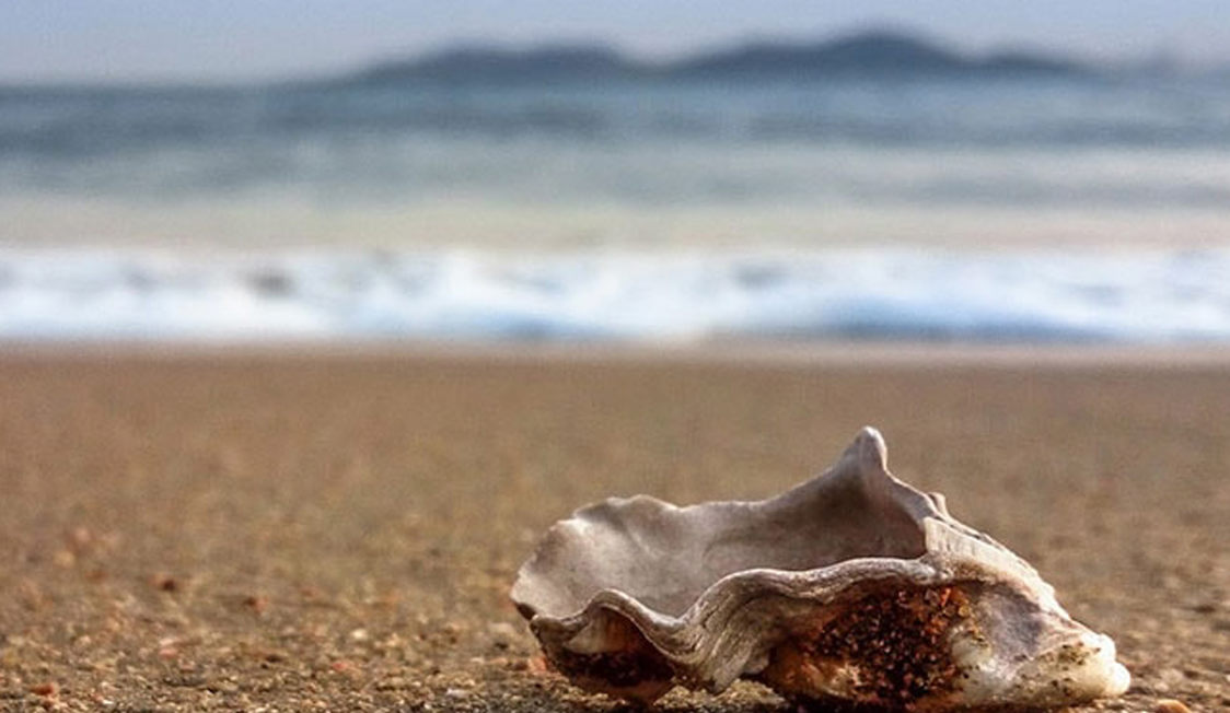Snäcka på stranden med utsikt över havet i bakgrunden och suddiga berg vid horisonten.