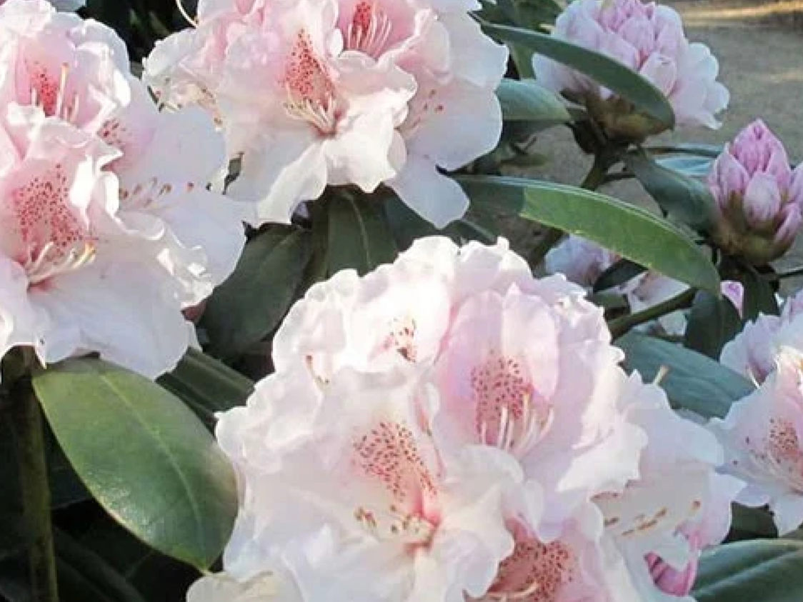 Lyserøde rhododendronblomster i fuldt flor med store grønne blade fotograferet tæt på.