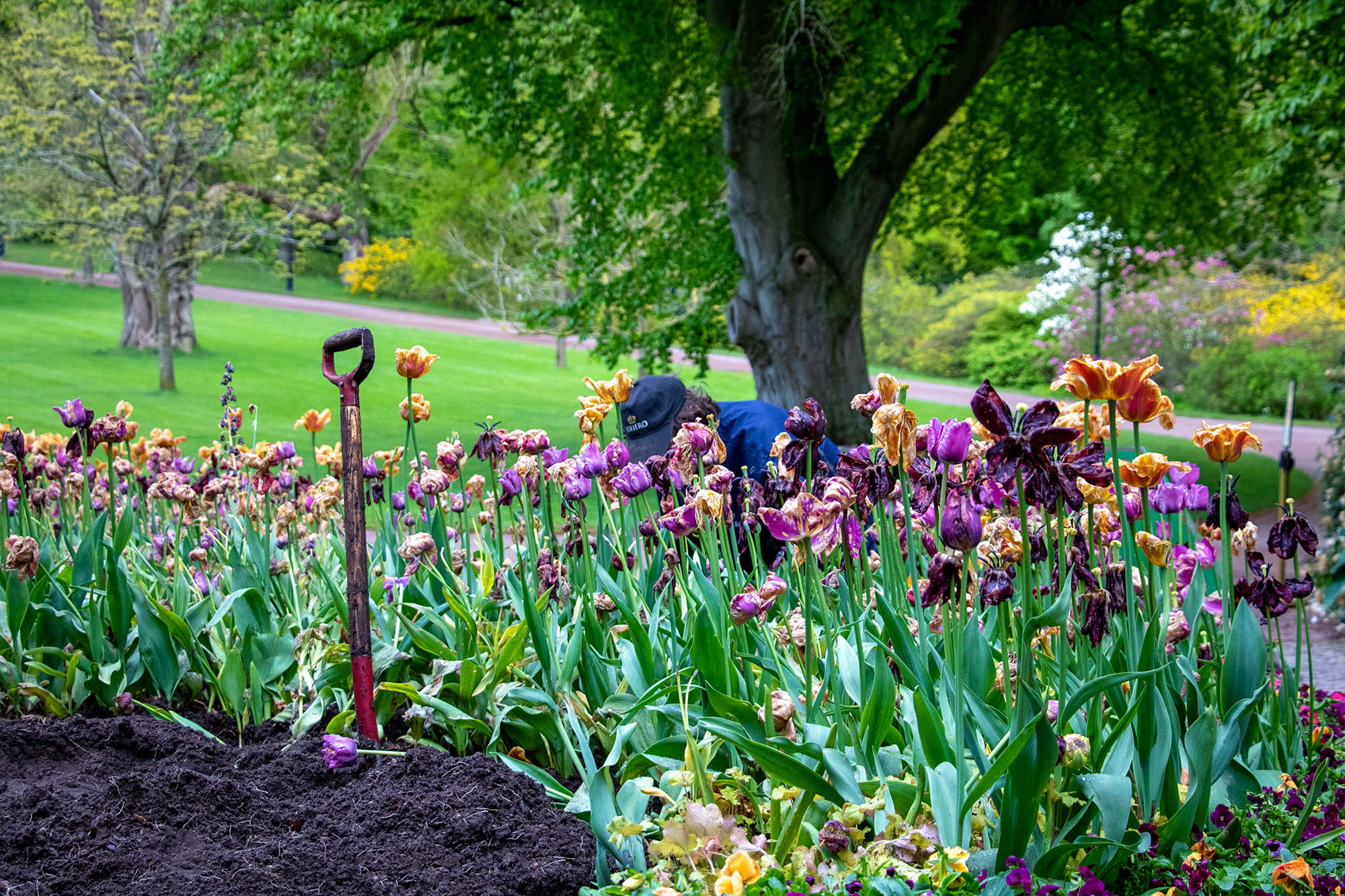 Havearbejder planter forårsblomster i en farverig blomsterbed ved siden af en have spade.