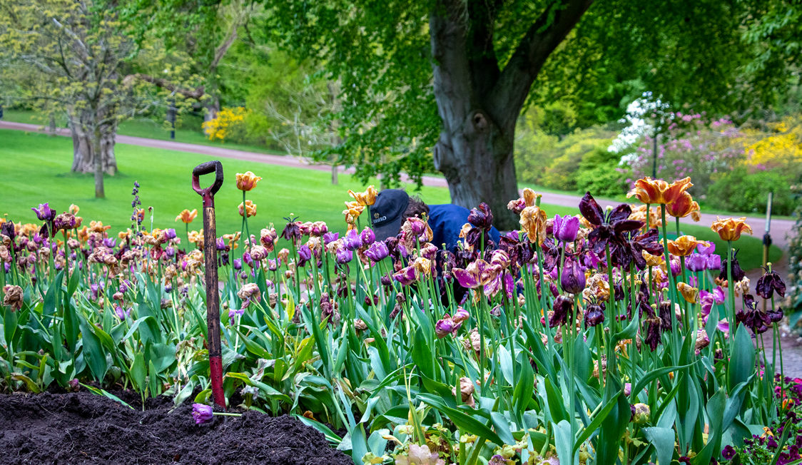 Havearbejder planter forårsblomster i en farverig blomsterbed ved siden af en have spade.