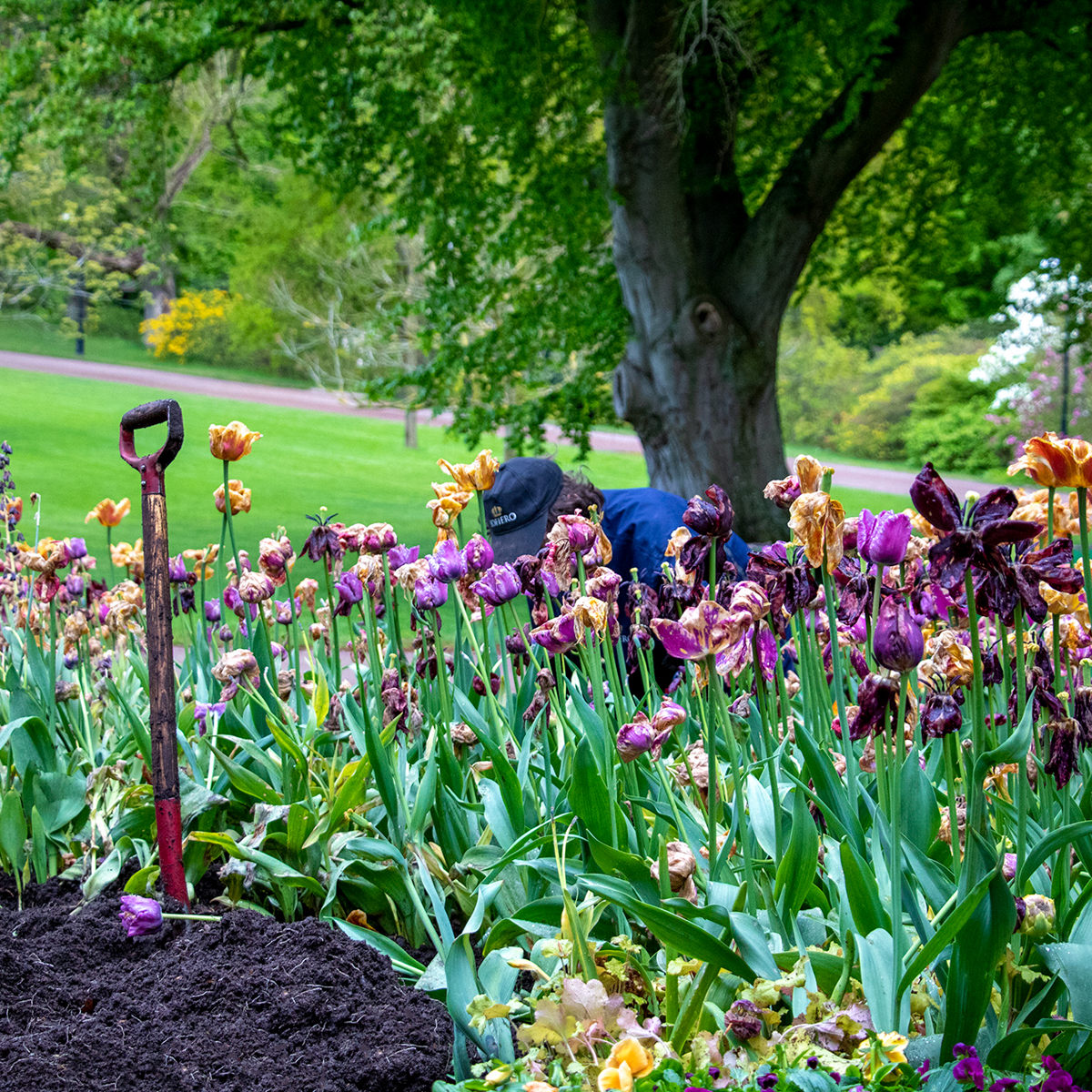 Havearbejder planter forårsblomster i en farverig blomsterbed ved siden af en have spade.
