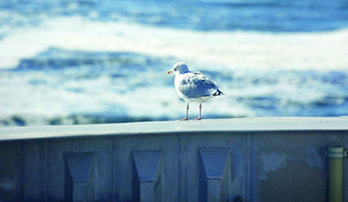 Måge står på rælingen af en båd med brusende hav i baggrunden under en klar blå himmel.