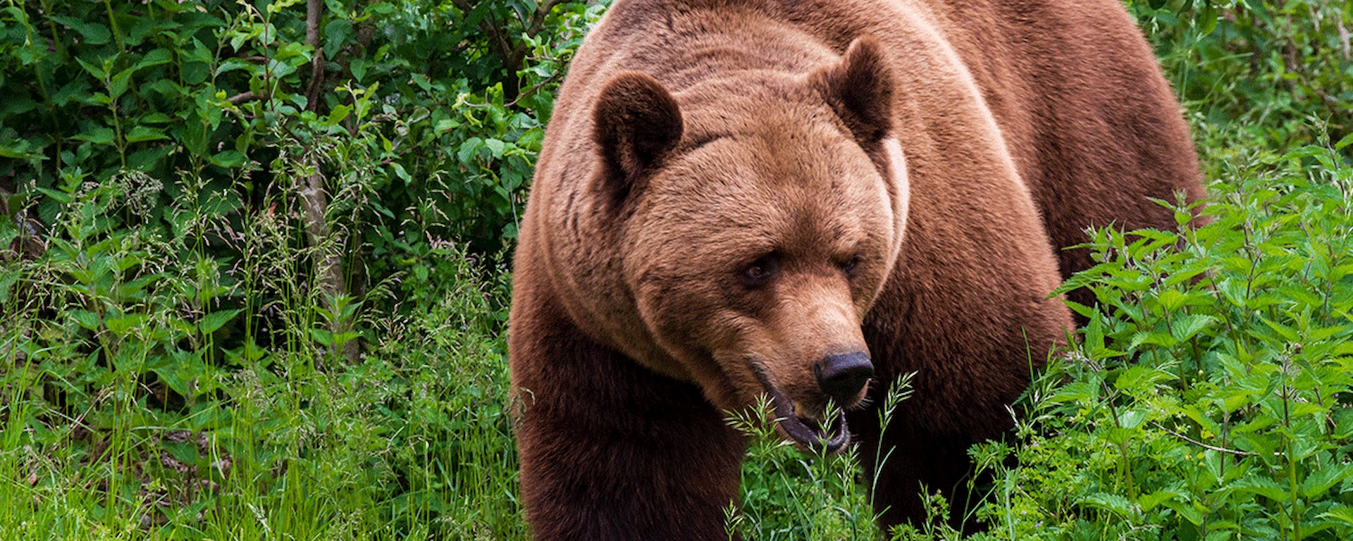 Brun bjørn roligt vandrende gennem tæt bevokset skovområde, omgivet af grønne planter og græs.