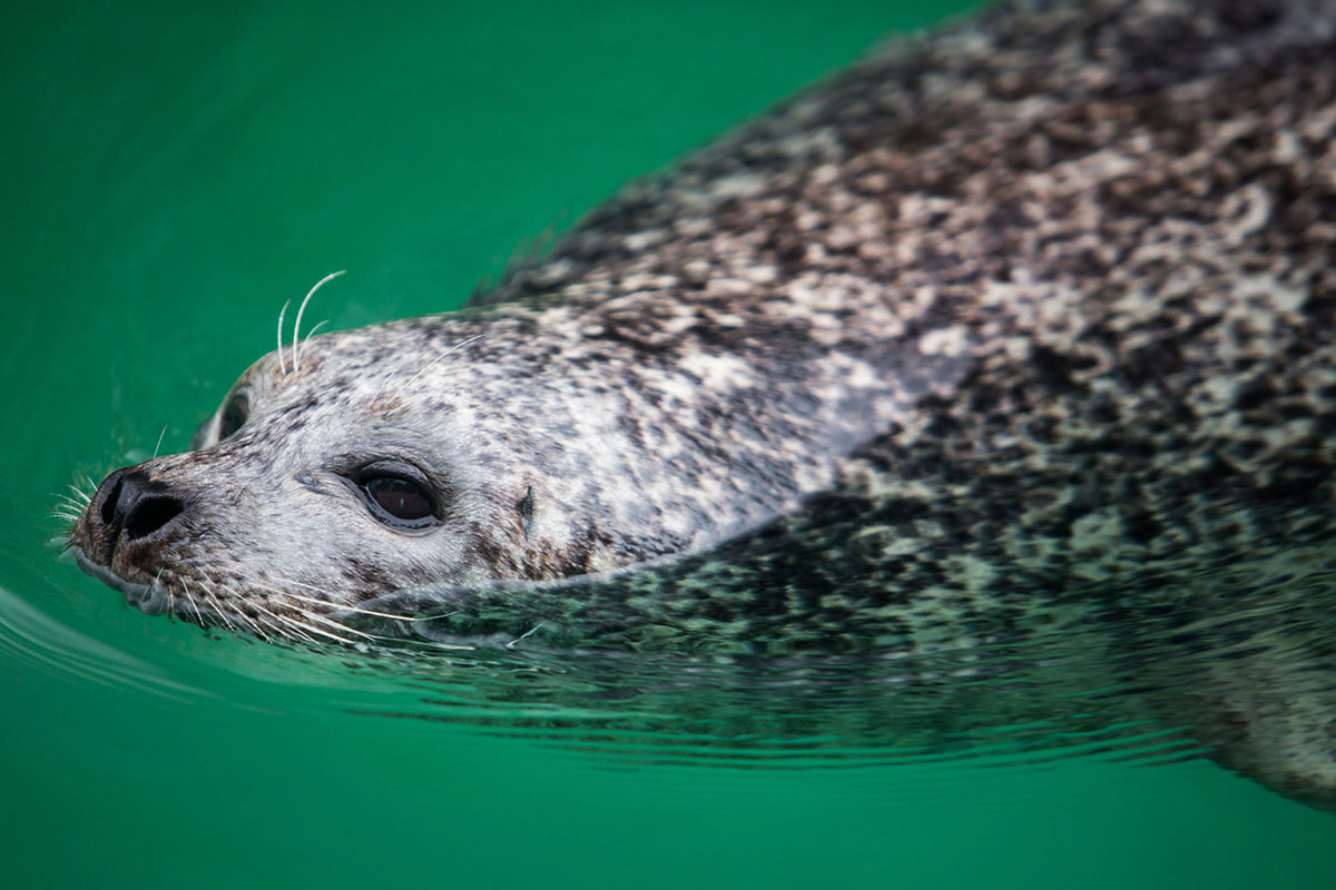 Grå sæl svømmer roligt i grønt vand med hovedet let over overfladen, tæt på vandkanten.