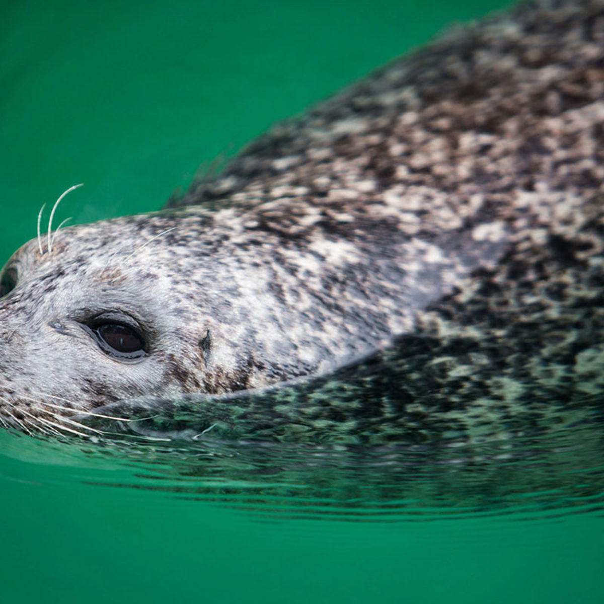 Grå sæl svømmer roligt i grønt vand med hovedet let over overfladen, tæt på vandkanten.