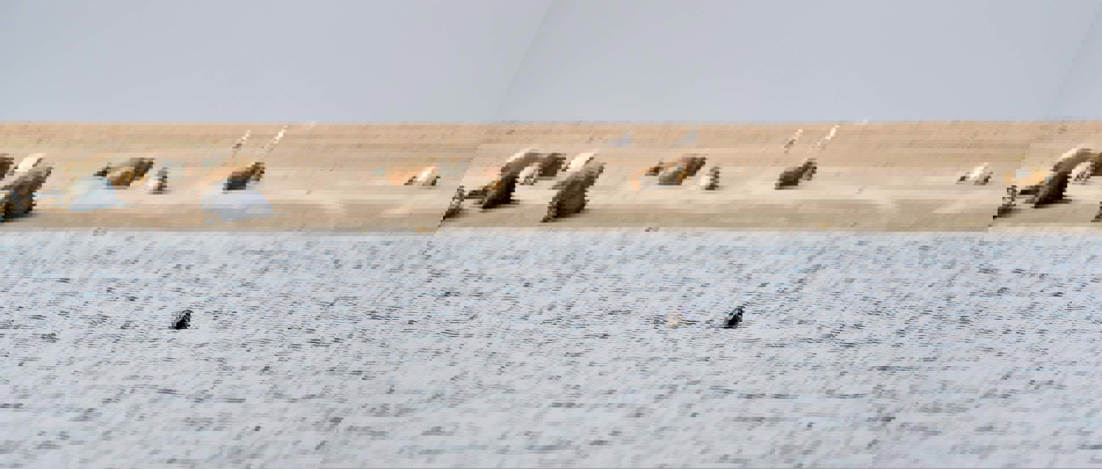 En sæls hoved popper op af havoverfladen med strand i baggrunden.