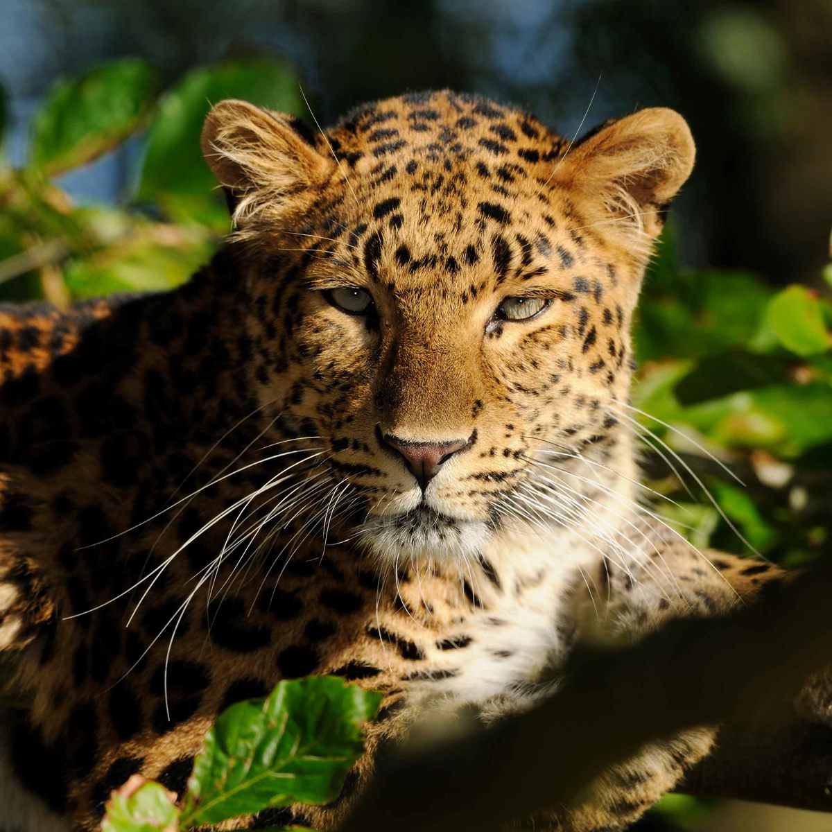 Leopard ligger roligt på et trægren med grønne blade i baggrunden.