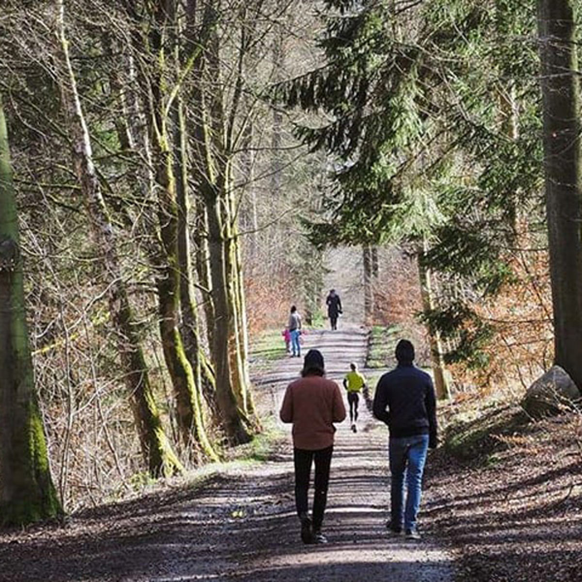 Folk promenerar i Jægersborg Dyrehave, med gröna träd på båda sidor och solsken som silas genom lövverket.