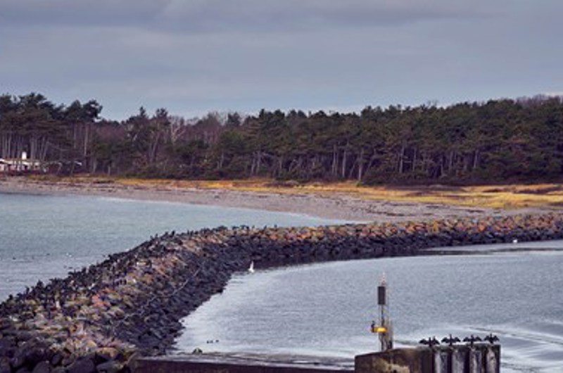 Odden