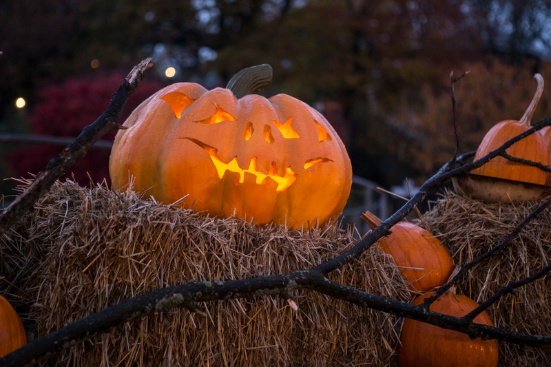 Halloween 160116 Pumpa 4