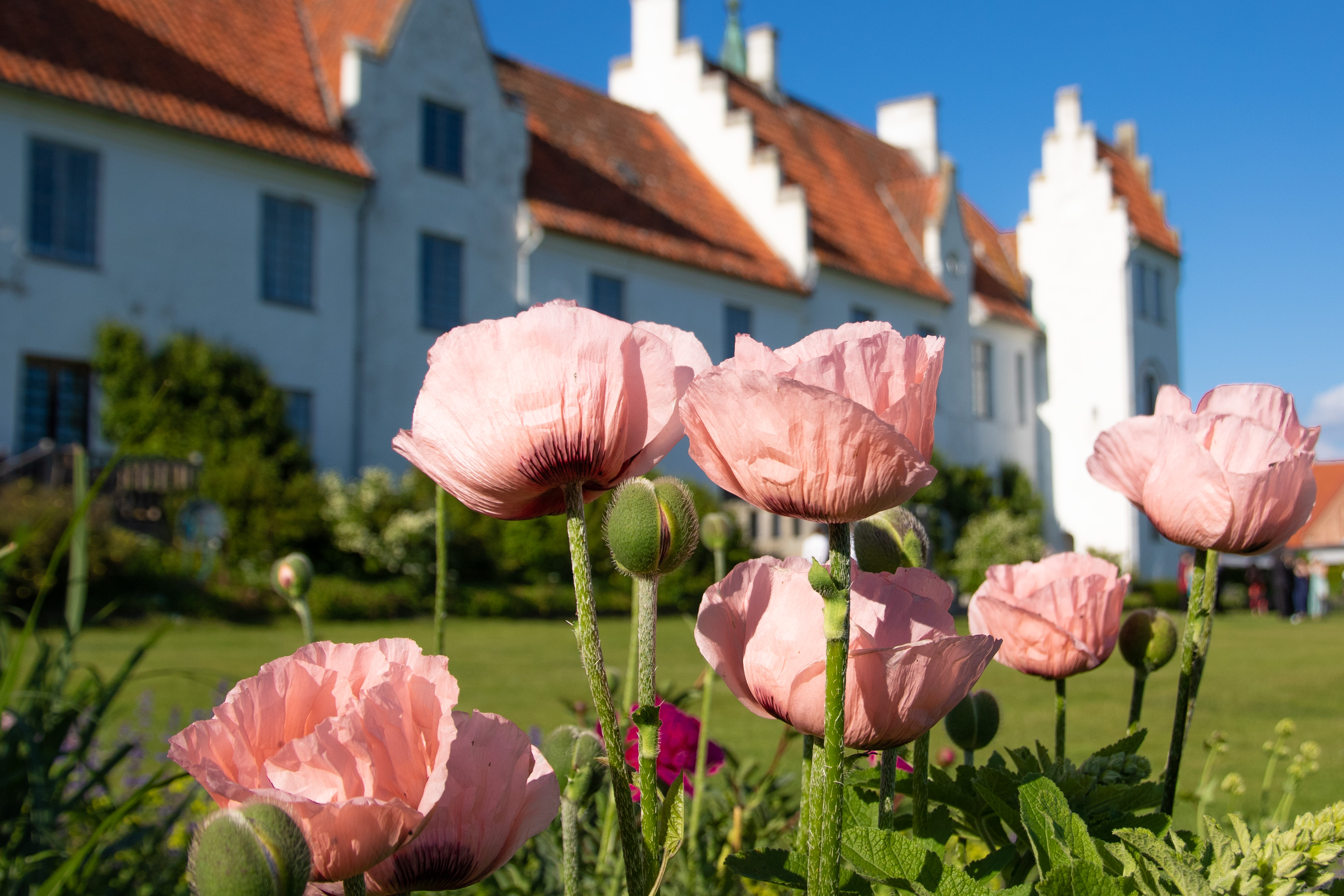 Bosjokloster Papaver