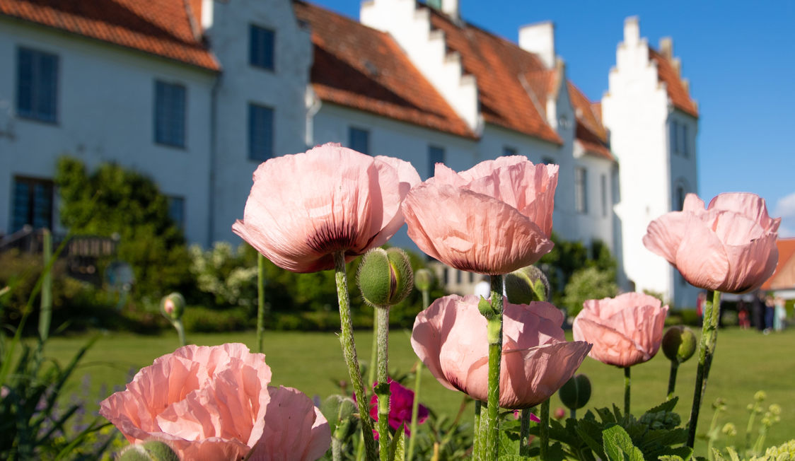 Bosjokloster Papaver