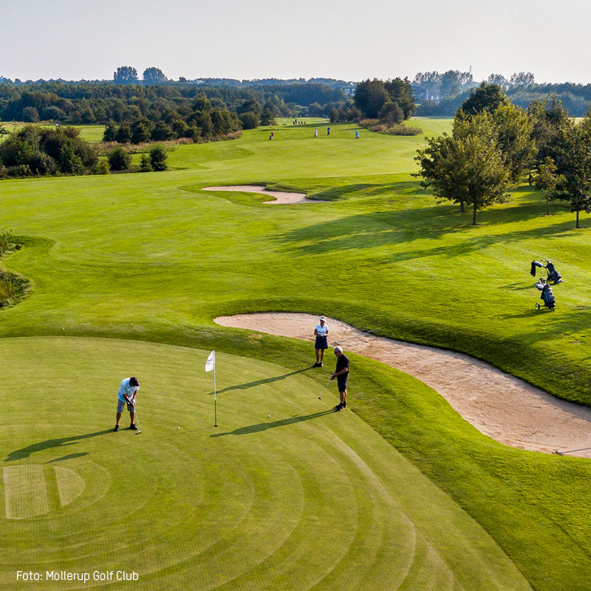 Golfspillere på greenen på Mollerup Golf Club med græs og sandbunker omkring dem i fugleperspektiv.