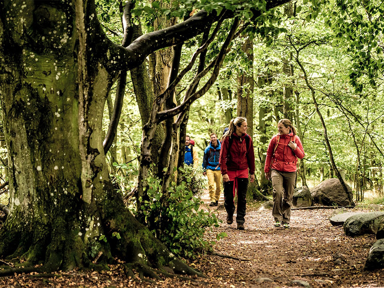 Flere vandrere iført farverige jakker går på en skovsti omgivet af frodige grønne træer og blade.