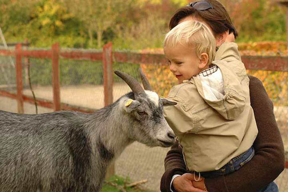 Et barn i sin forælders favn ses tæt på en ged ved Gavnø Slot.