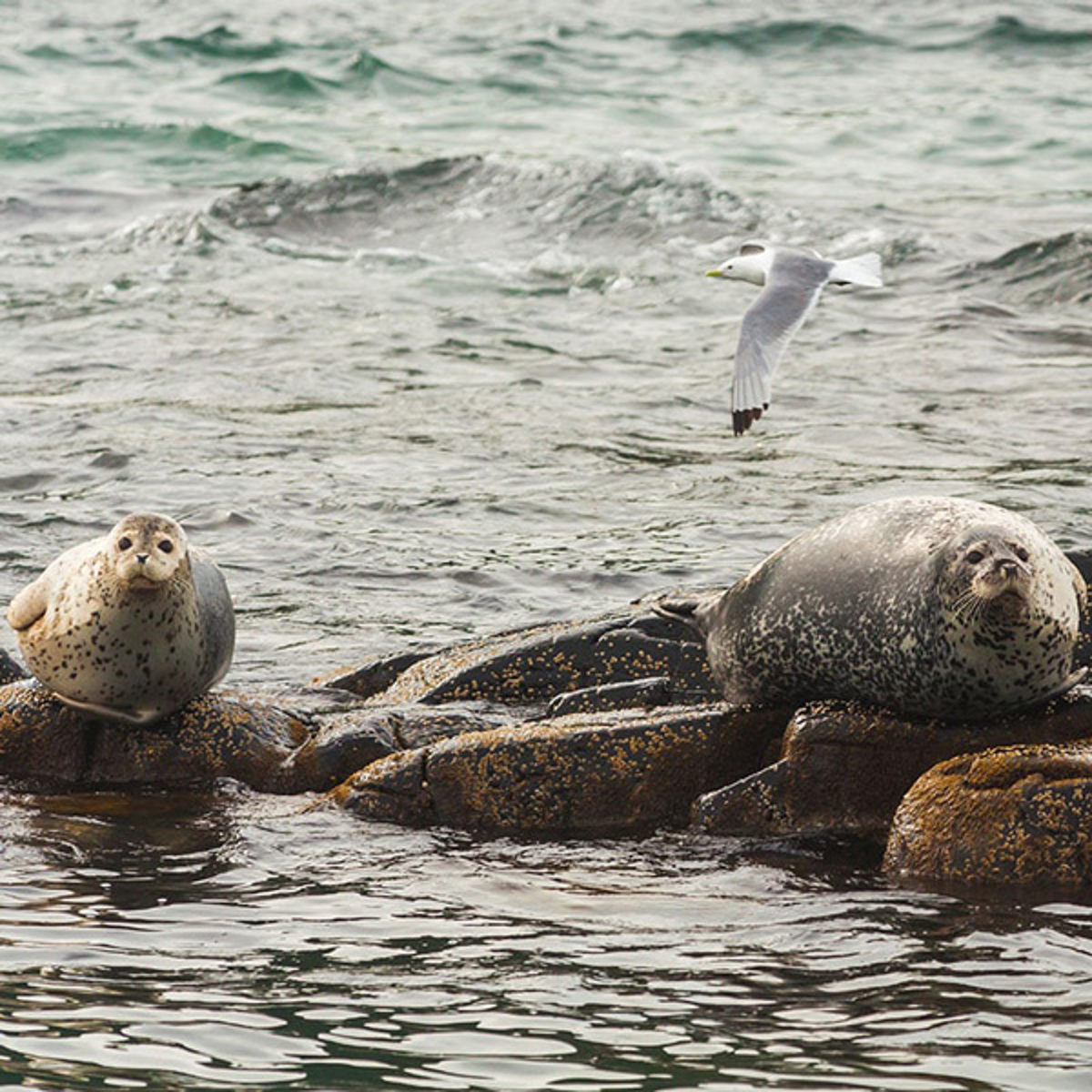 To sæler hviler på klipper ved havet med en måge, der flyver ovenover, set i fugleperspektiv.
