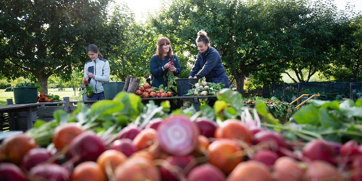 Tre kvinder høster friske rodfrugter på en gård omringet af grønne træer og planter i solskin.
