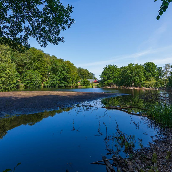 Idyllisk skovsø med spejling af trækroner om sommeren, omgivet af frodig grønt i naturskønne omgivelser.