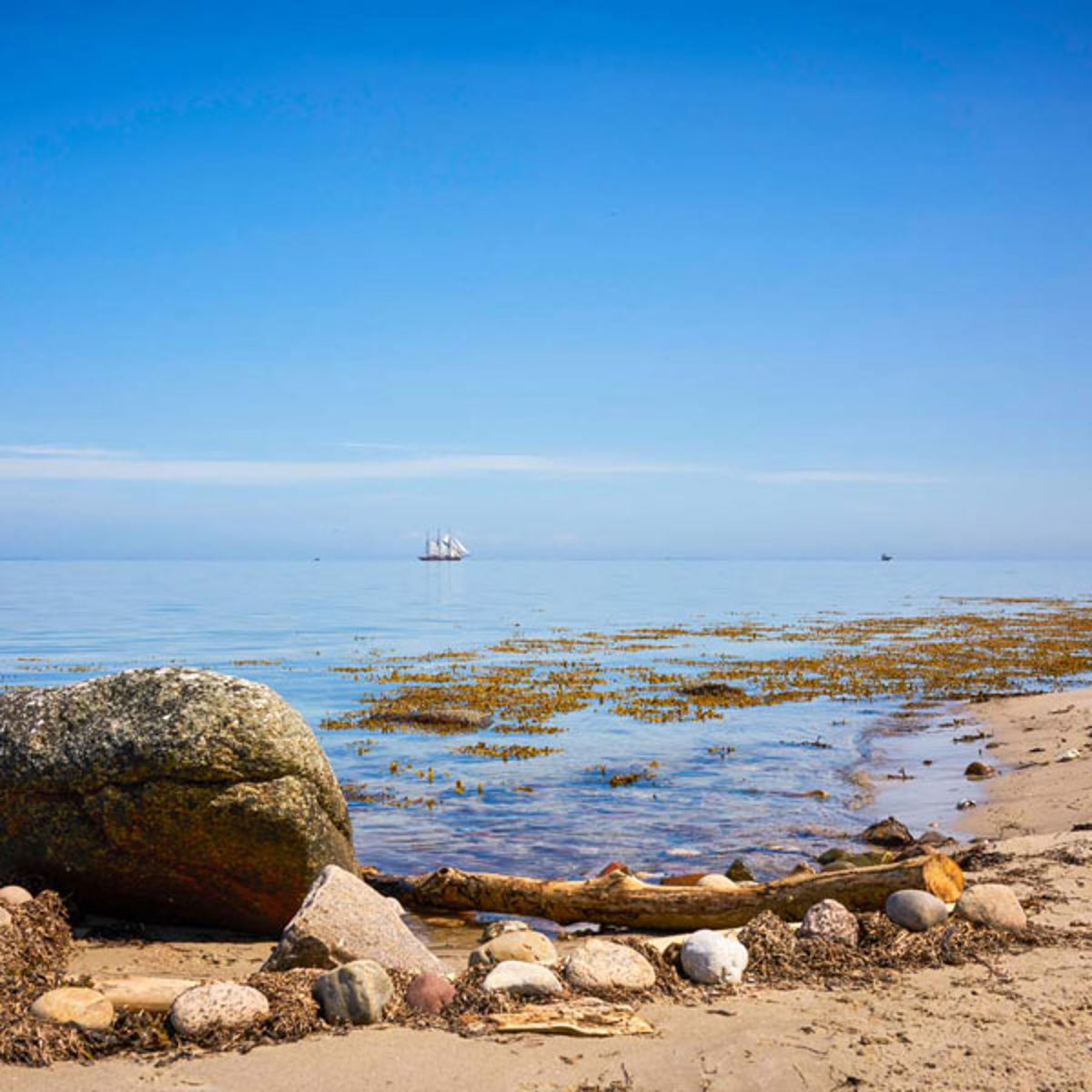 Fra Langelands strand ses et sejlskib i det fjerne ude på det blå hav med en klar blå himmel.