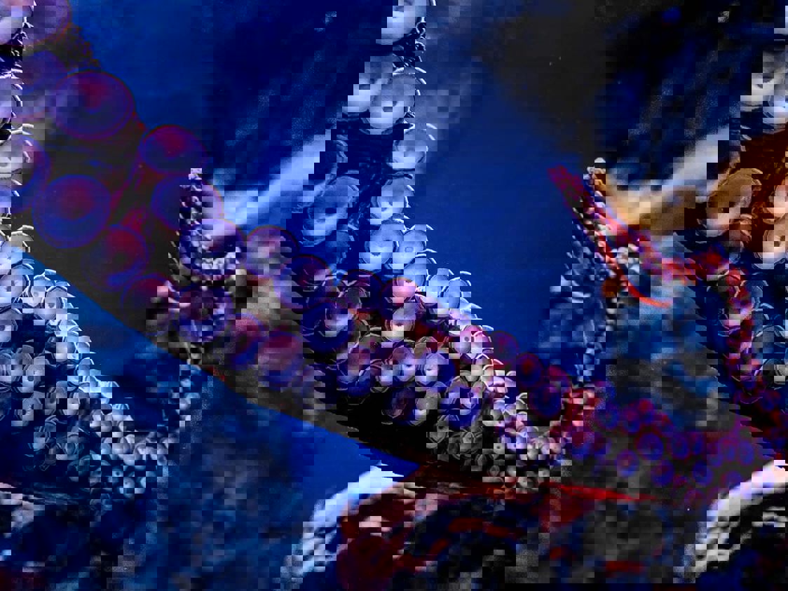 Svart bläckfisk i närbild med tentaklerna utsträckta på ett fascinerande sätt.