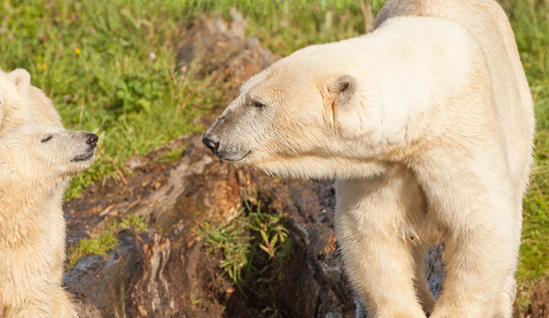 Isbjørnefamilie i græslandskab med moder isbjørn læner sig mod to unger nær en træstub.