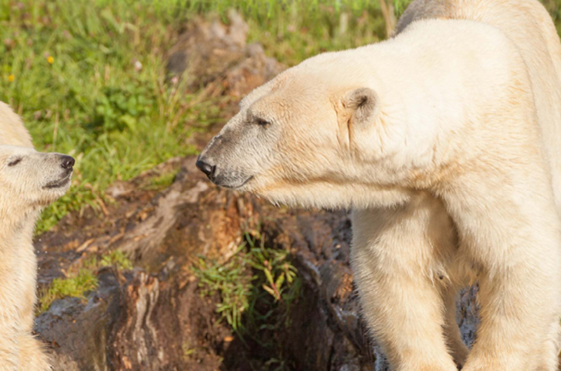 Topbanner 400X1600 Skandinavisk Dyrepark