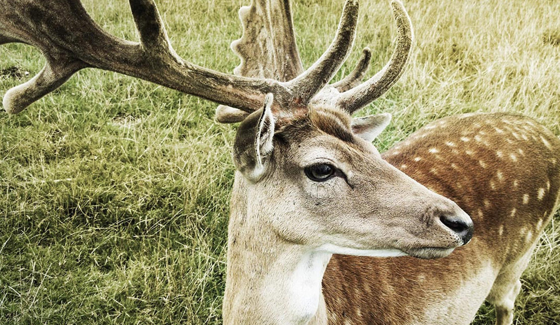 Kronhjort i Jægersborg Dyrehave med stora horn, stående på en grön äng med närbildsperspektiv.