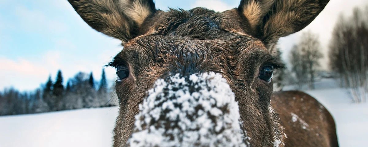 Nærbillede af elgs ansigt dækket af sne i et vinterlandskab.
