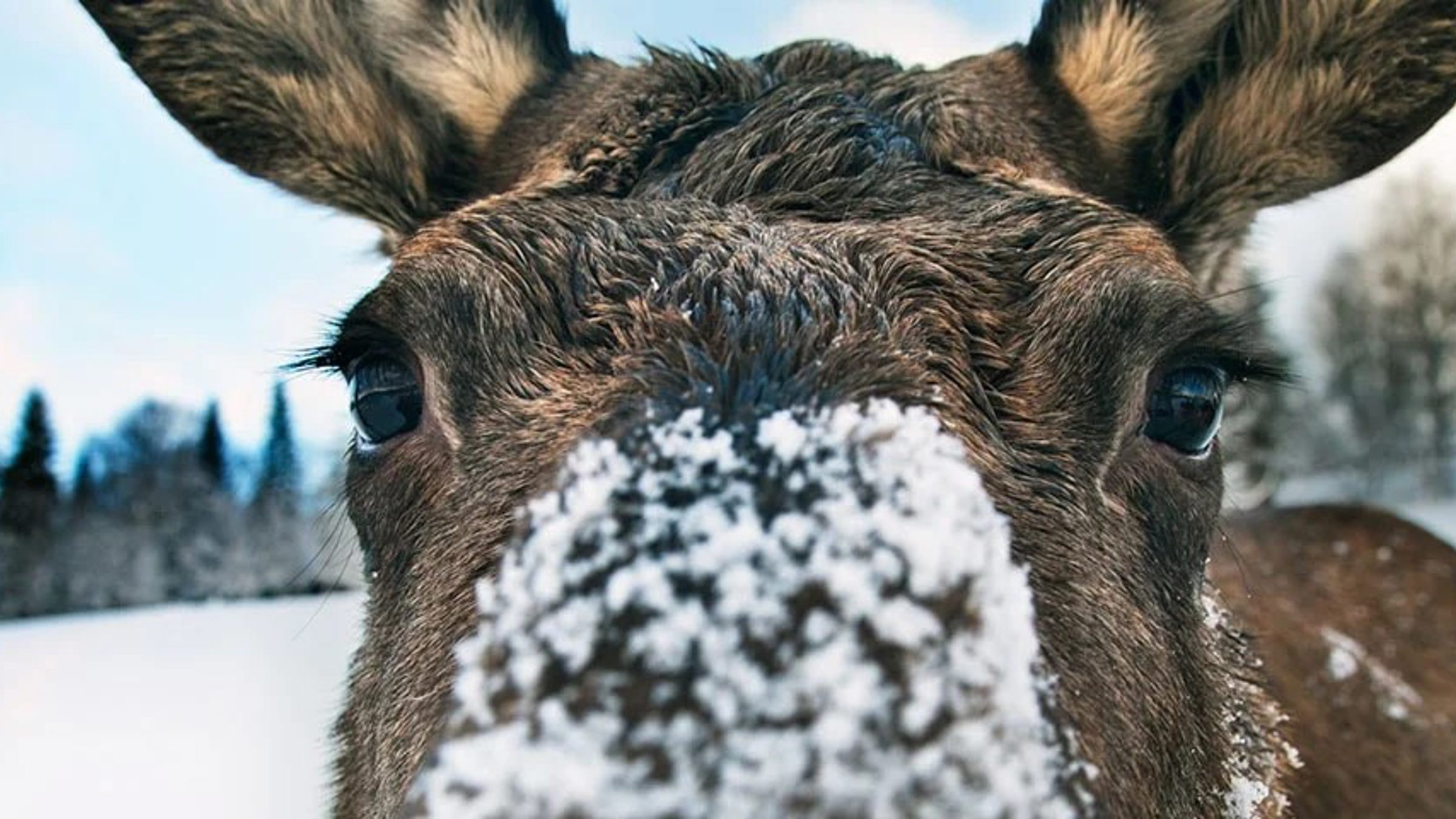 Nærbillede af elgs ansigt dækket af sne i et vinterlandskab.