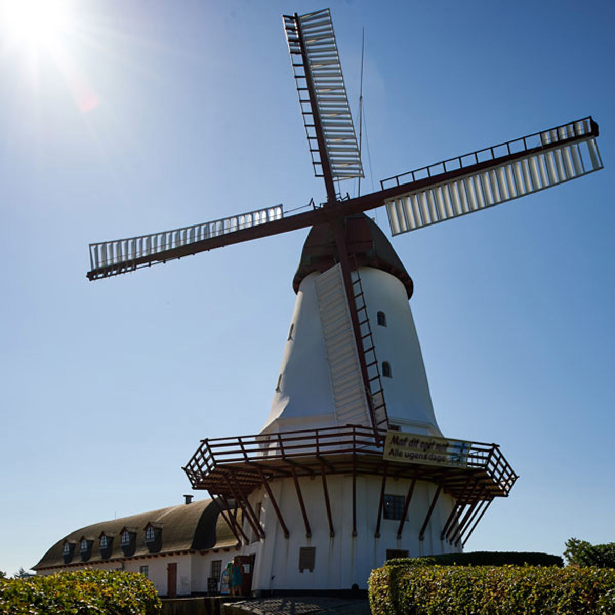 Dybbøl Mølle ses fra frøperspektiv med solen skinnende i toppen.