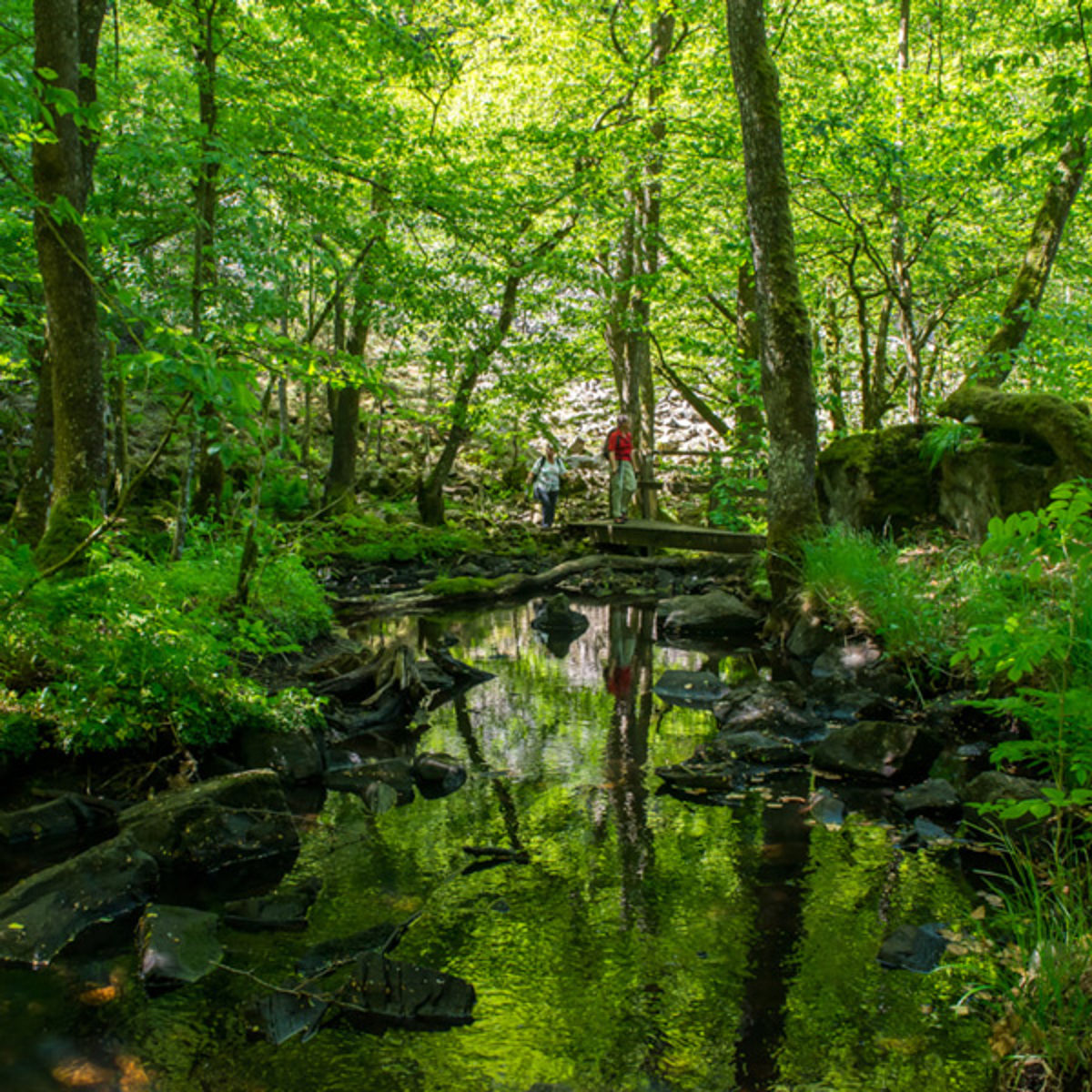 To mennesker går på en bro i en frodig grøn skov langs en rolig skovbæk.
