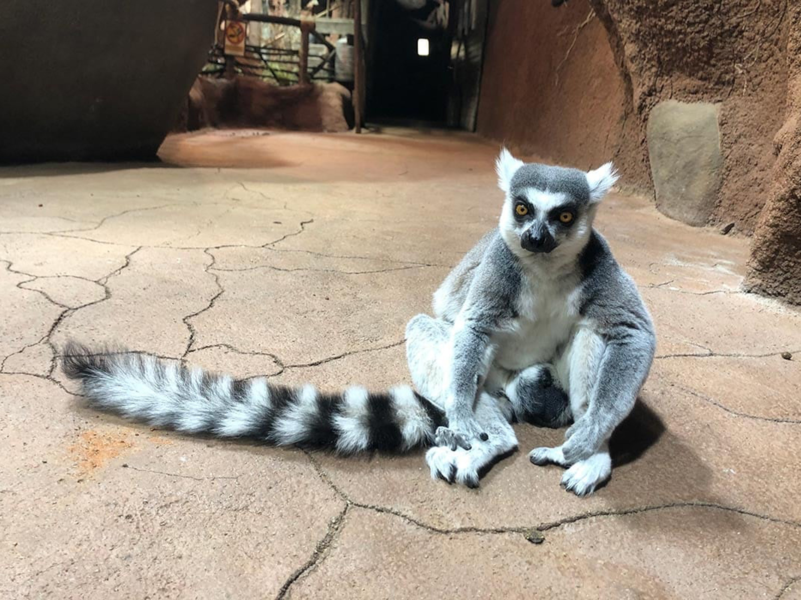 Ringhalet lemur sidder på stenbund i zoo med karakteristisk langstribet hale og nysgerrigt udtryk.