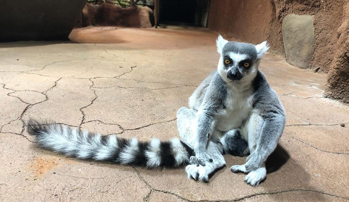 Ringhalet lemur sidder på stenbund i zoo med karakteristisk langstribet hale og nysgerrigt udtryk.