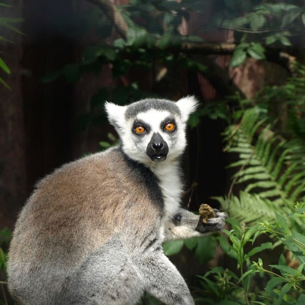 Lemur 600X600