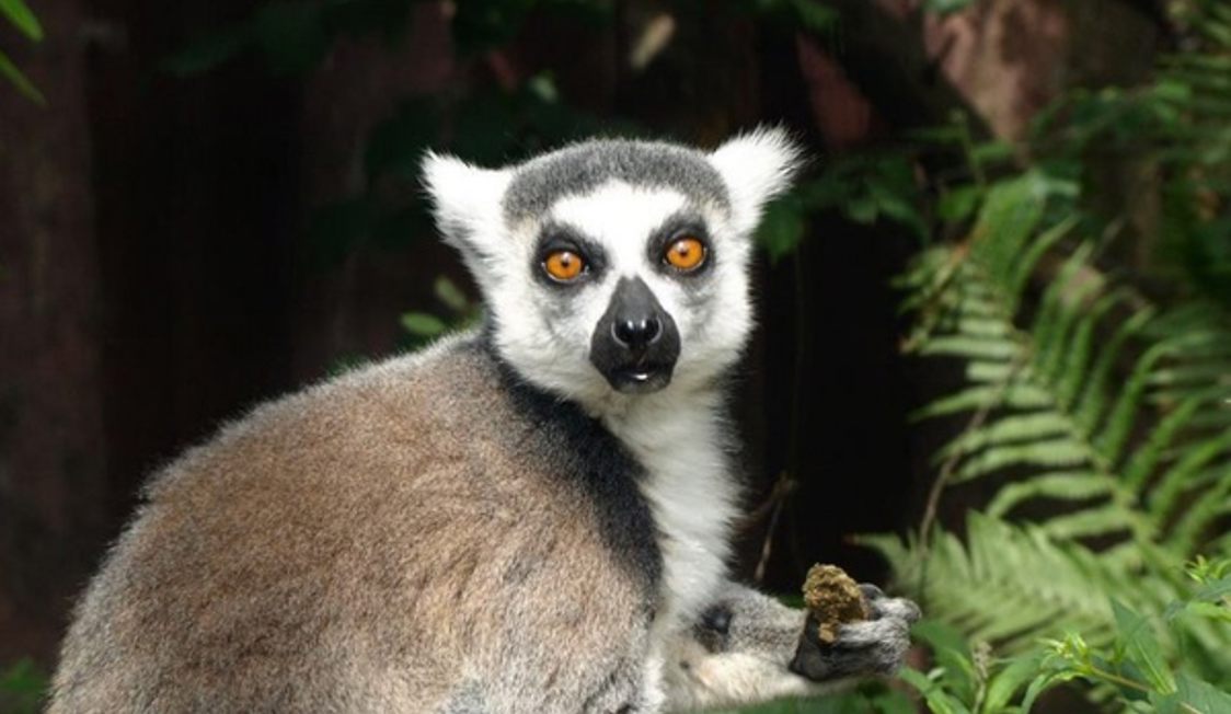 Lemur 600X600