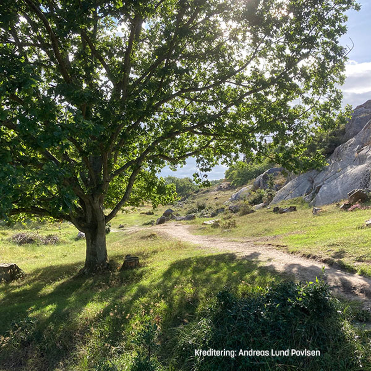 Hojlyngsstien600x600