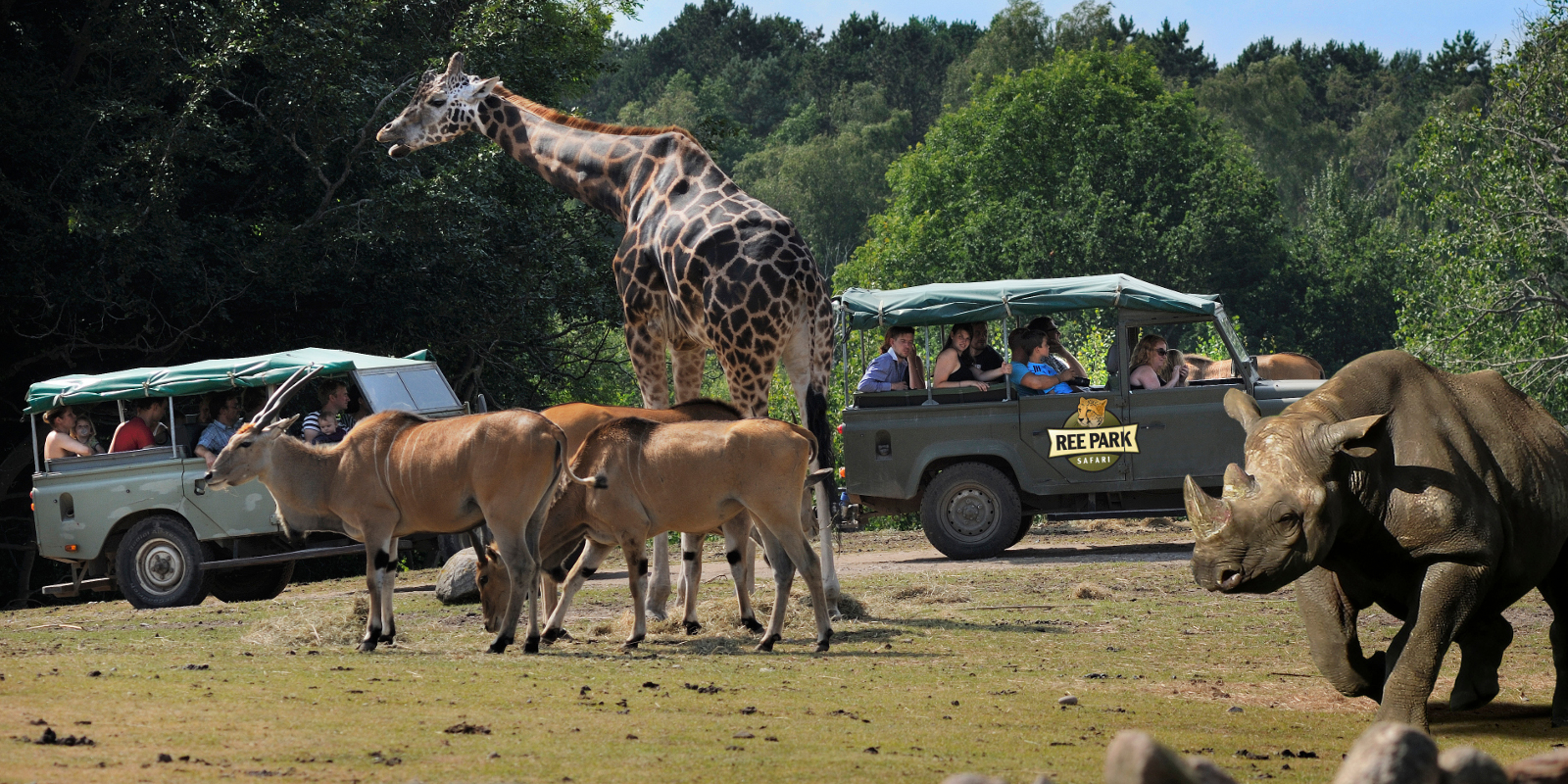 To biler kører gennem Reepark blandt dyr som giraffer og næsehorn.